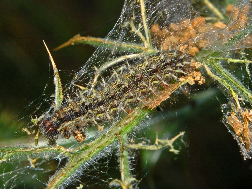 Un bruco da identificare - Vanessa cardui